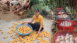 Harvest corn to feed the chickens. Chickens lay many eggs to sell at the market. ( Ep 280 )