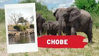 Chobe National Park, Haven for elephants