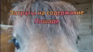 Сможет ли Мартин стать Популярным Блогером? // Затраты на Содержание Лошади Дома