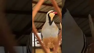 Keklik Кабк