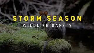 Storm Season - Wildlife Safety