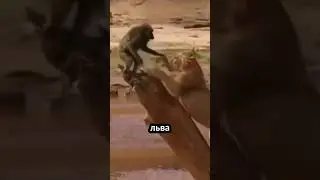 Бабуин преследует львицу… Но он даже не подозревает, что это ловушка! 😲 