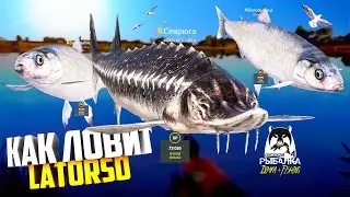 Русская рыбалка 4.🎣🦈 р. Ахтуба 🐋🐬🐋💦 КАК ЛОВИТ LATORSO 👀