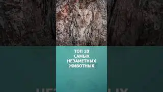 Топ 10 самых незаметных животных #дикиеживотные #топ10 #комарик #необычныеживотные #шортс #shorts