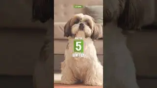 5 фактов о породе — Ши-тцу 