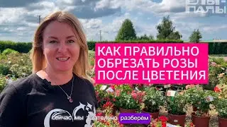 Как правильно обрезать розы после цветения  инструкция от агронома питомника растений ЁЛЫ ПАЛЫ