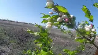 Лозовское деревня в Павлоградском районе Омской области ч.3/Lozovskoye is a village part 3