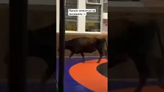 Корова зашла в спорте зал записаться на борьбу 
