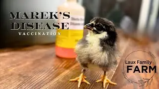 There is no cure to Marek's Disease only prevention | Laux Family Farm