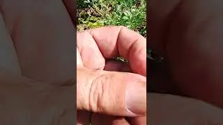 Usi tradizionali e magici dell'Artemisia comune