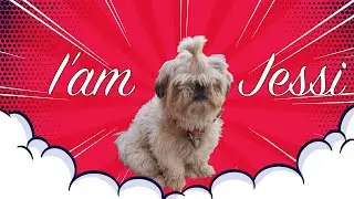 Jessi cute - little walk #shihtzu #shihtzupuppies #shihtzudog #shihtzupuppy #doglover