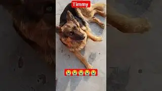 Timmy 😭 #emotional #rip#shorts #trending #shortsfeed #shortvideo #ytshorts #animals #doglover