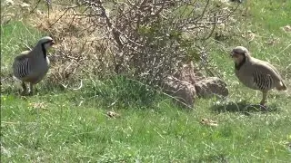 Шикори чингака тамошо кун Кайфут мепара Кати кабки кух зад 2то патарас 👍😊Кабк шикор Охота кеклики 🤑🤑