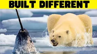 The Insane Physiology of Polar Bears
