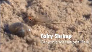 Fairy Shrimp in Canyonlands Ephemeral Pool ~ Macro Footage Highlights