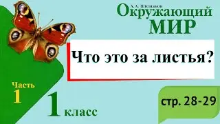 Что это за листья? Окружающий мир. 1 класс, 1 часть. Учебник А. Плешаков стр. 28-29