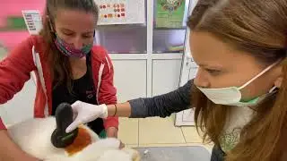 Чип на Куче - Дечипизация! Процедура по Махане на Чипа на Алабай. При Ветеринаря с ЖельоМир