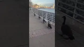 New York Geese at embankment. Нью-Йорк. Гуси на набережной| 4K Walking Tour  