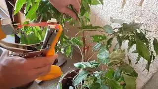 Подвязчик растений GT-010