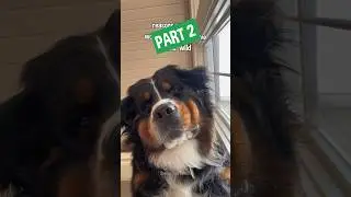 Reasons My Dog Would NOT Survive in the Wild | PART 2 😂 