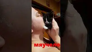 мяучело