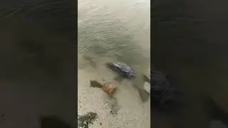 #ейскийлиман
