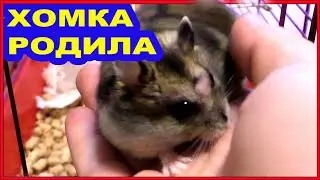 Хомка родила маленьких хомячков. Видео про хомяков.