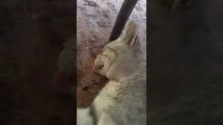 Когда жарко  🙀 #новая #новинка