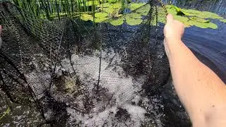 ВОТ ЭТО УЛОВ!!!! Полная верша карасей!!! Рыбалка на верши (ятерь, кубарь, морду) в камышах!