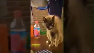 Обманули кота. Котоблом. Приколы в ТИК ТОК! 