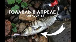 Как ловить голавля в апреле?