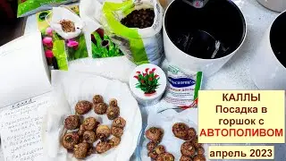 Калла. Часть 2. Посадка клубней в горшки с автополивом. Апрель 2023