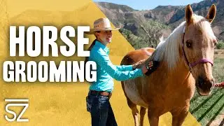 Horse Grooming Tools & Techniques
