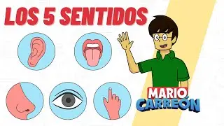 Los 5 sentidos