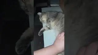 Мажор , дай пять !