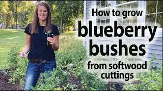 How to Propagate Blueberry Softwood Cuttings