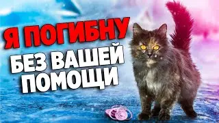 The Cat Was So Hungry She Ate Raw Onions! Here's What We Did / SANI vlog