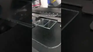 Mucus under the microscope 