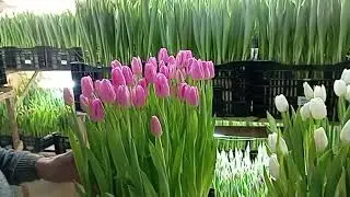 Выгонка тюльпанов 2023. Наши сорта. Сорт Jumbo Pink.x