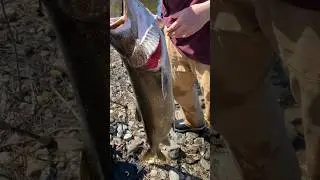He Caught the State Record 