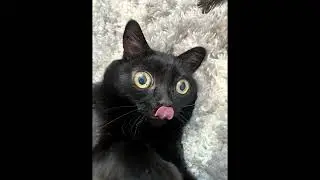 Spiciest Jinx Images Out There [Jinx the Cat Bonfire Meme]