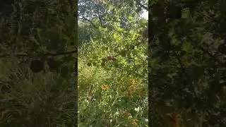 На даче прокосил до алычи