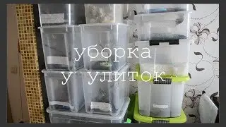 УБОРКА У УЛИТОК