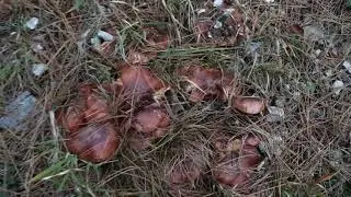 Грибы в лесу - Рядовка Горькая(надломленная)-Tricholoma batschii