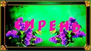 Г. и А. Заволокины  