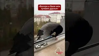 Россиянка из 