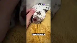 Взяли щенка из приюта .