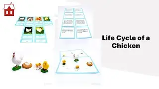 Life Cycle of a Chicken