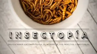 INSECTOPÍA 🟤 | El Mundo de los Insectos Comestibles: ¿son realmente la comida del futuro?
