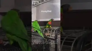 Схватака попугаев !!! Тайский бокс у попугаев.